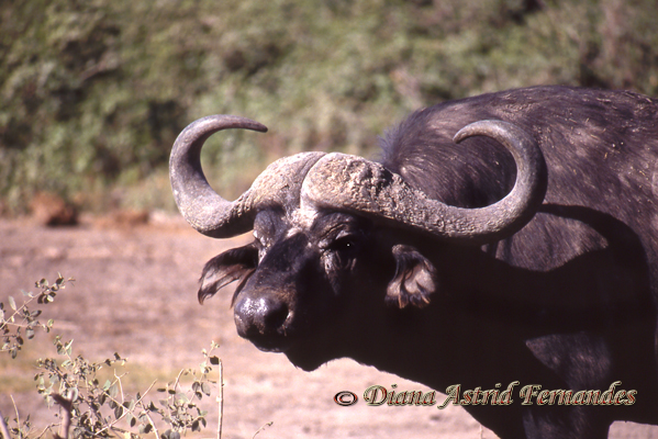 Cape-Buffalo-Kenya